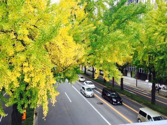 Sakura Avenue Lind with Ginkgo Tree